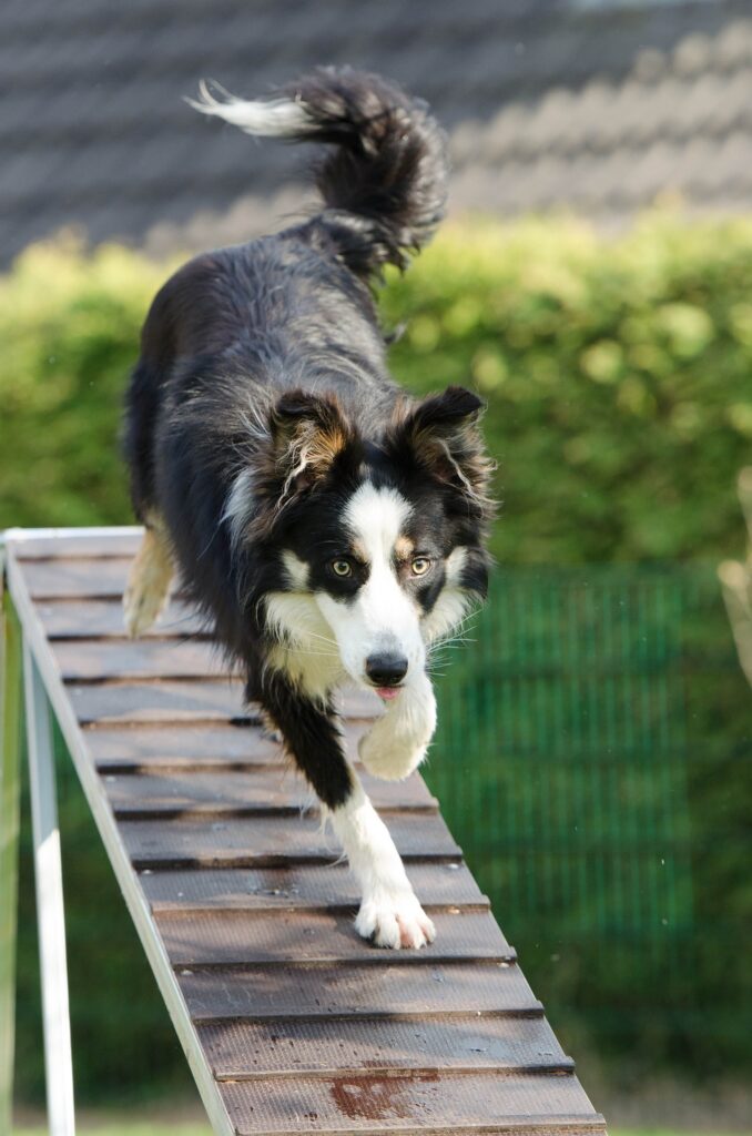 cane CHE pratica agility dog