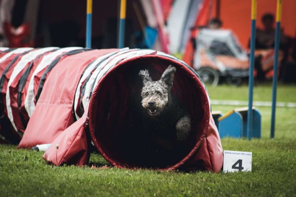 Cane esegue l'agility Dog attraverso il tubo rigido.