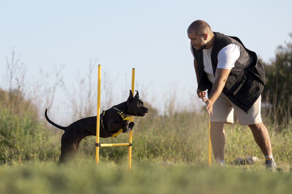 Addestramento del cane per salto ad ostacoli.