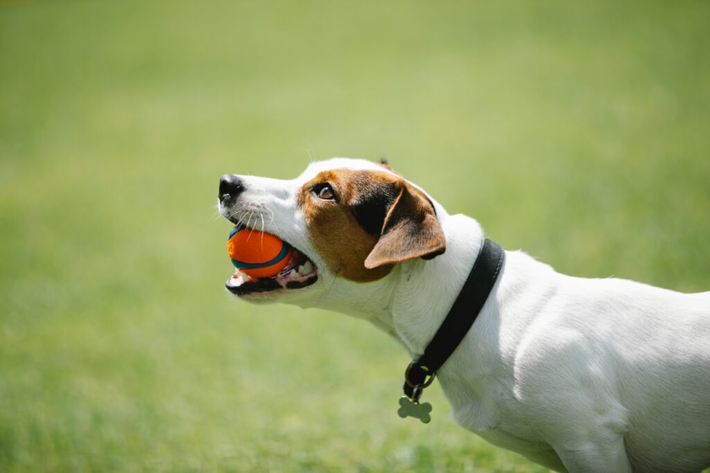 Giochi di attivazione mentale per cani: come e perché mantenere la mente  del tuo amico a quattro zampe sana e attiva - Prodotti per l'igiene e la  cura degli animali domestici